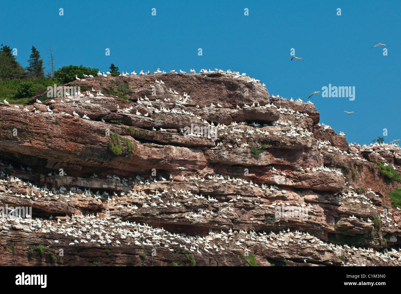 Quebec, Canada. Northern Gannet colony Ile Bonaventure offshore of Perce. Stock Photo