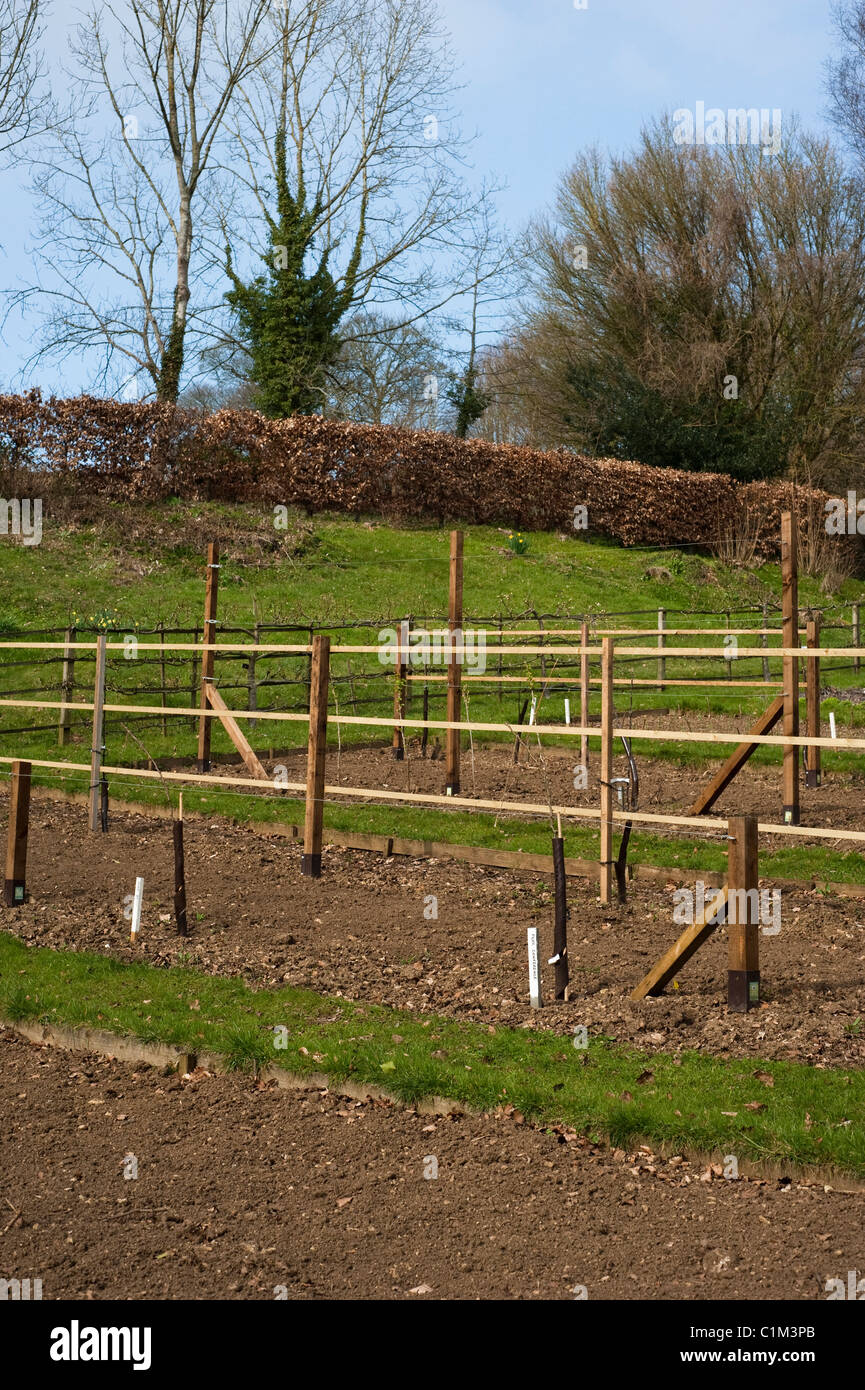 Newly planted Fruit Training Borders at Painswick Rococo Garden in The Cotswolds Stock Photo