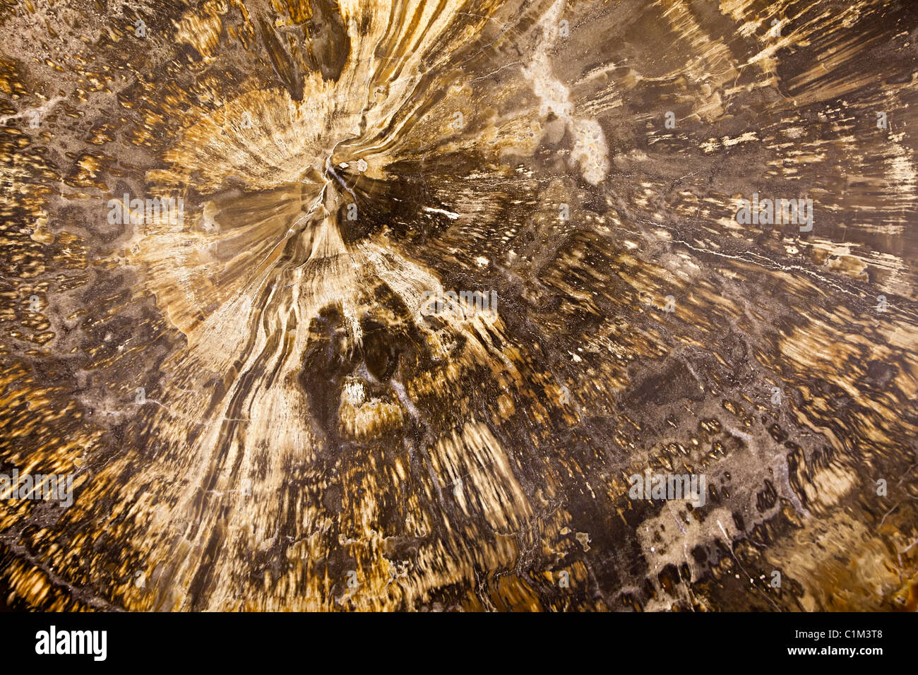 Centre with growth rings in Araucarioxylon arizonicum fossil wood from the Upper Triassic Utah USA Stock Photo