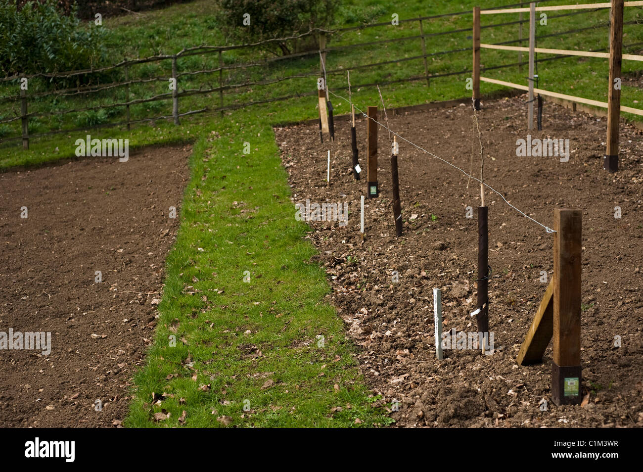 Newly planted Step-Over in the Fruit Training Borders at Painswick Rococo Garden in The Cotswolds Stock Photo