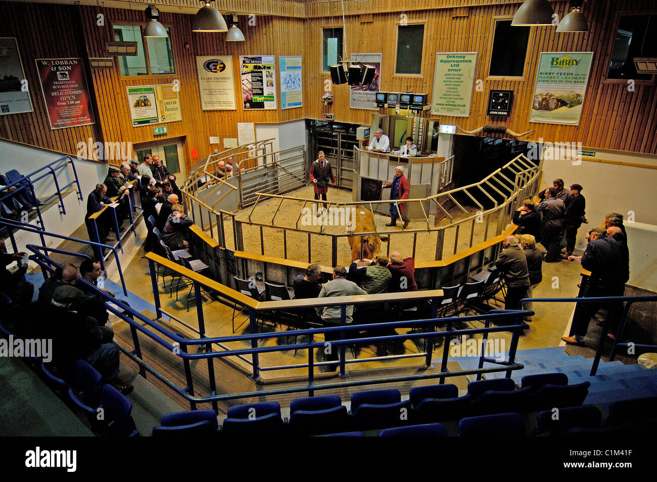 United Kingdom, Scotland, Orkney Islands, cattle auction Stock Photo
