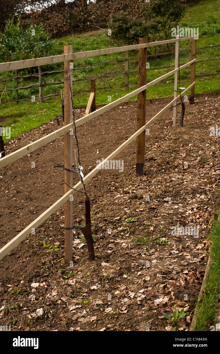 Newly planted Apples‘Rhead's Reinette' and 'Puckrup Pippin' on an espalier in the Fruit Training Borders Stock Photo