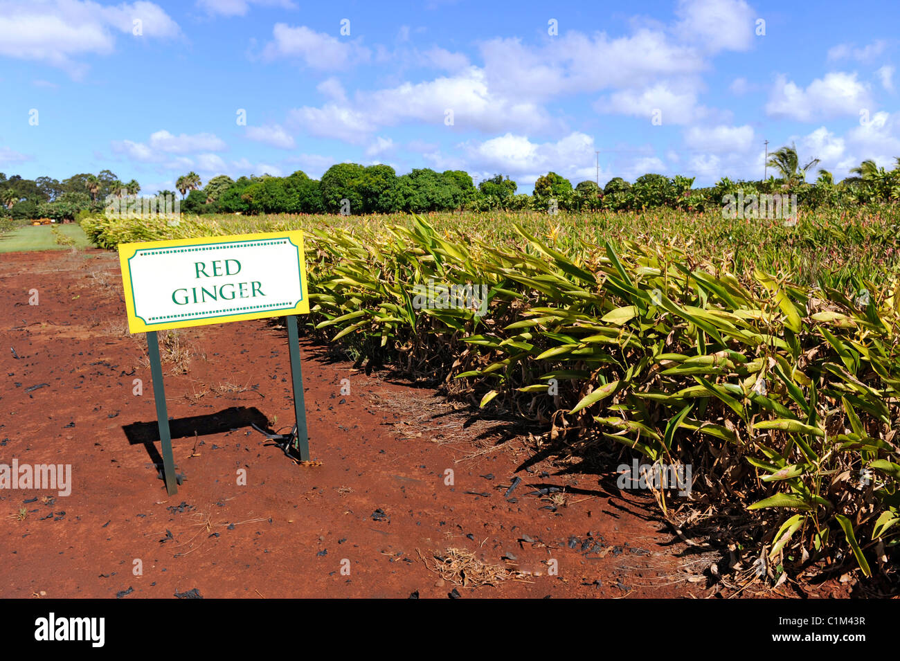Red Ginger Plants Dole Plantation Wahiawa Honolulu Hawaii Oahu Pacific