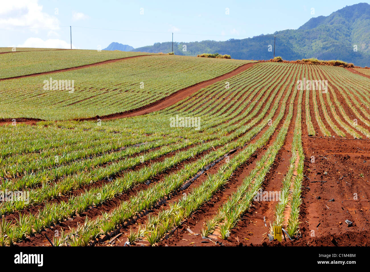 Pineapple Fields along Kamehameha Highway North Shore Hawaii Oahu