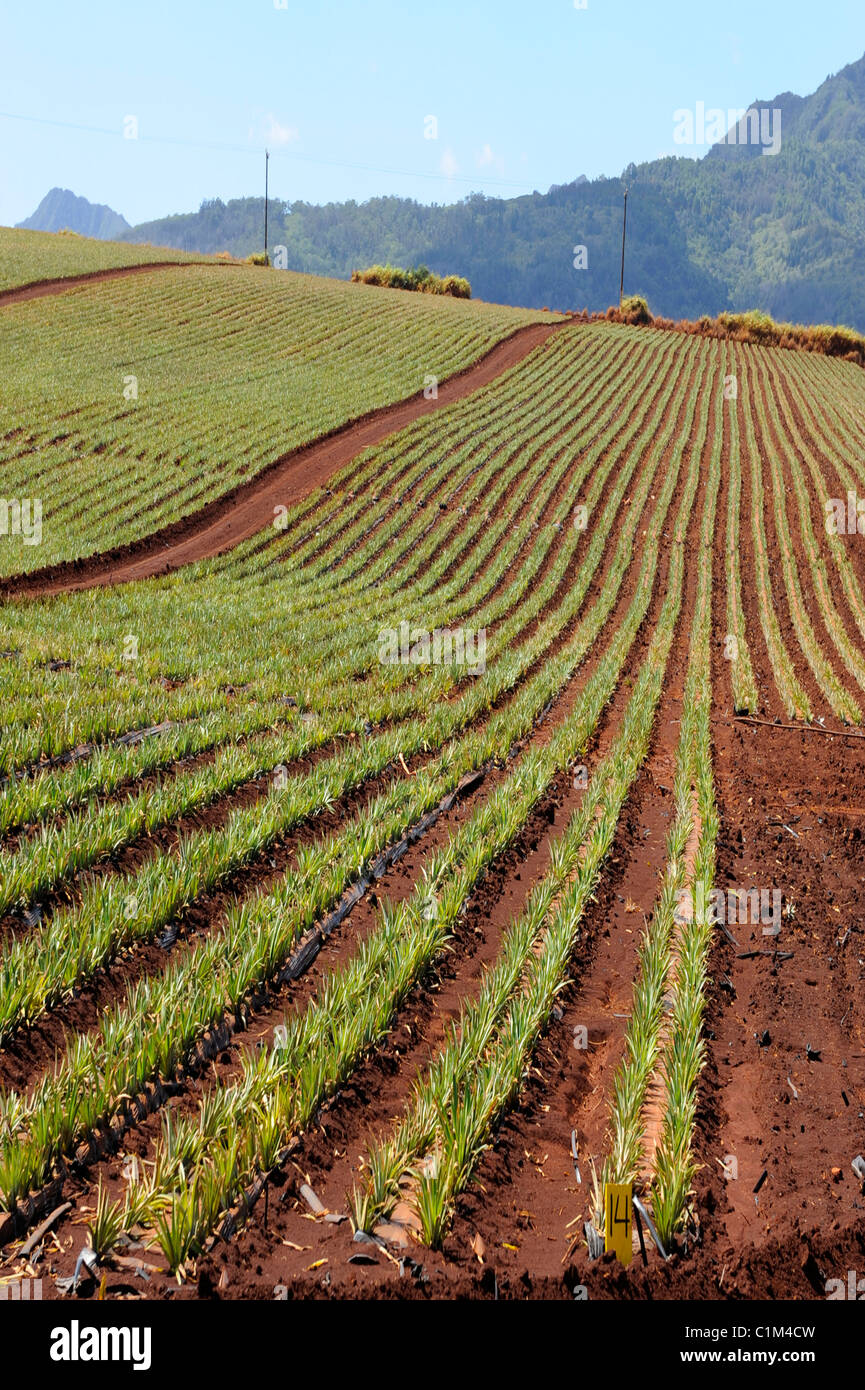 Pineapple Fields along Kamehameha Highway North Shore Hawaii Oahu