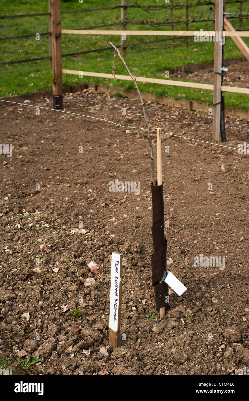 Newly planted Pear, Pyrus communis ‘Doyenne du Comice’, on a Step-Over in the Fruit Training Borders at Painswick Rococo Garden Stock Photo