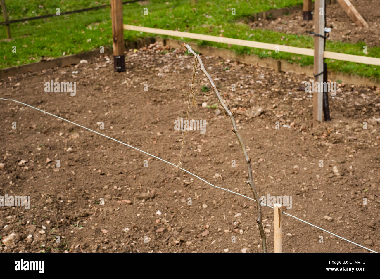 Newly planted Pear, Pyrus communis ‘Doyenne du Comice’, on a Step-Over in the Fruit Training Borders at Painswick Rococo Garden Stock Photo
