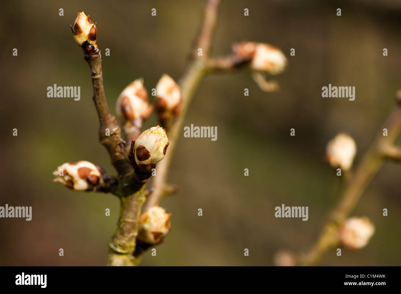 Spring buds of a Pear, Pyrus communis ‘Chalk’ Stock Photo