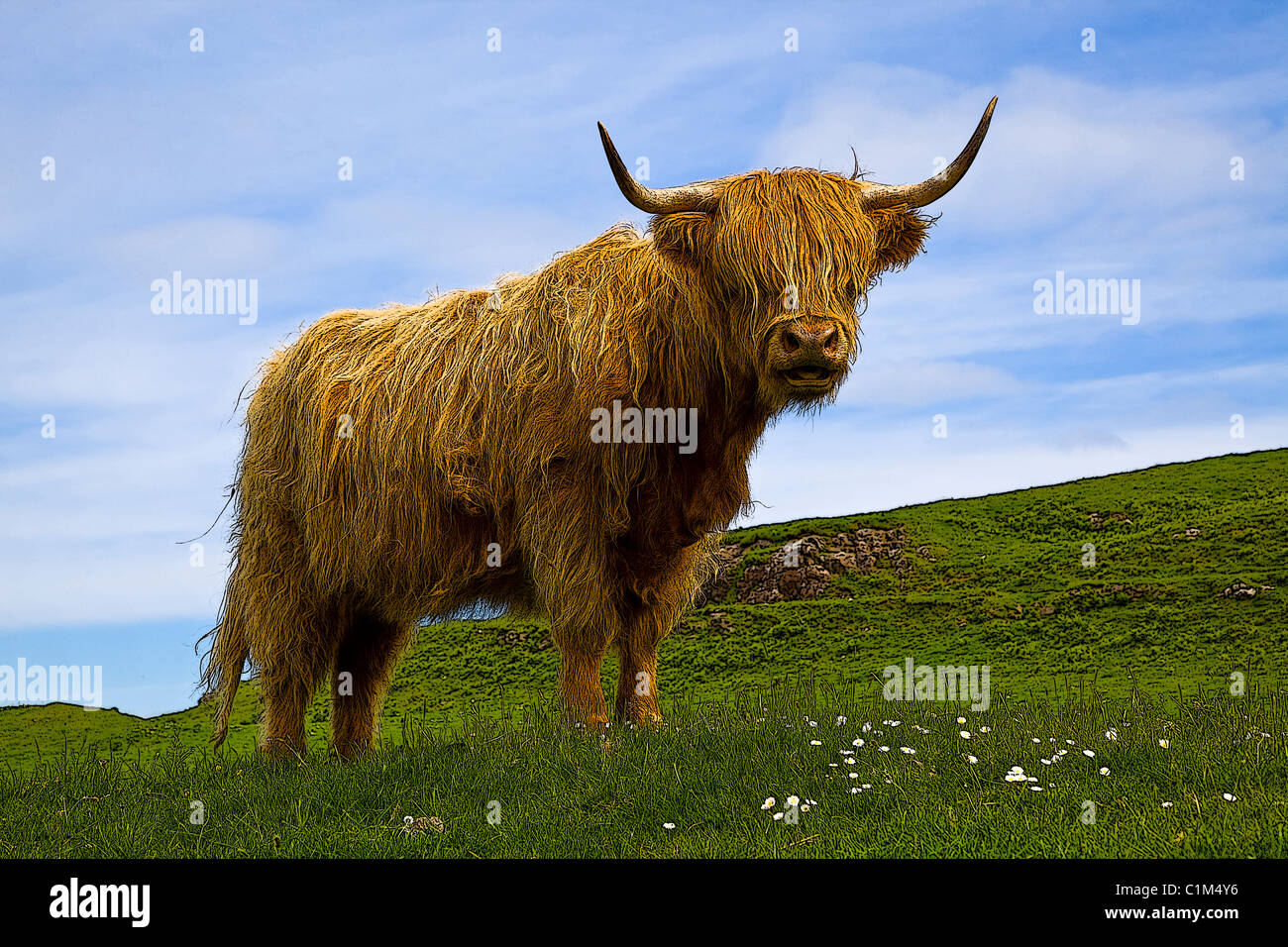 Posterized image of a Highland cow, Mull, Scotland Stock Photo