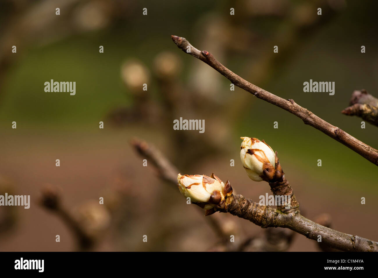 Spring buds of a Pear, Pyrus communis ‘Catillac’ Stock Photo