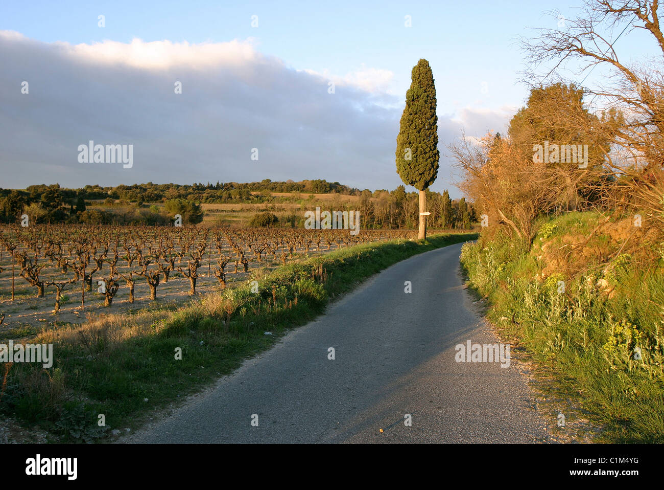 France, Vaucluse, Road near Avignon Stock Photo - Alamy