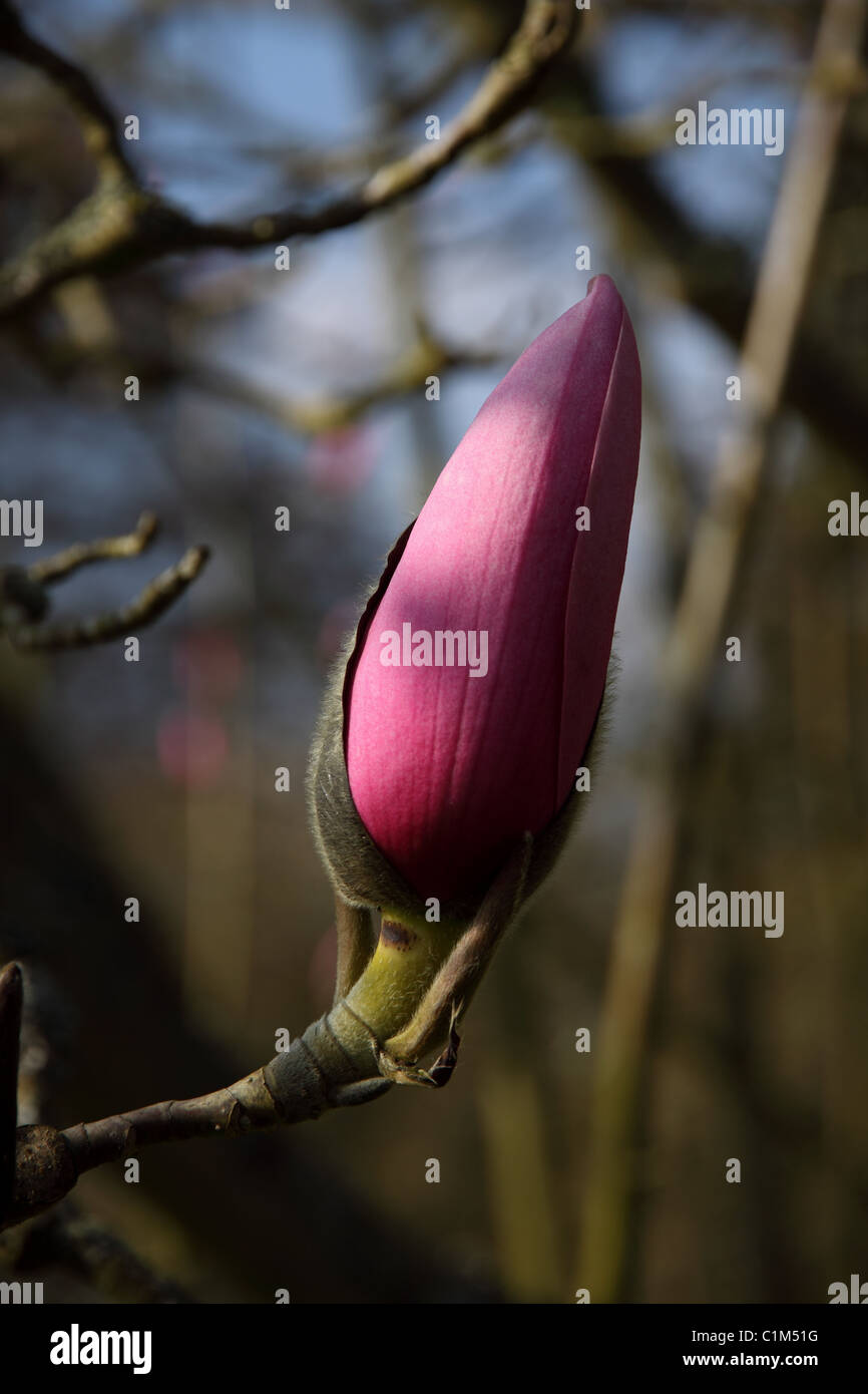 Pink magnolia in bud Stock Photo