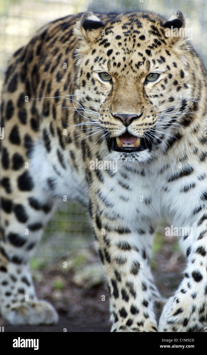 Male Amur leopard walking towards camera Stock Photo - Alamy
