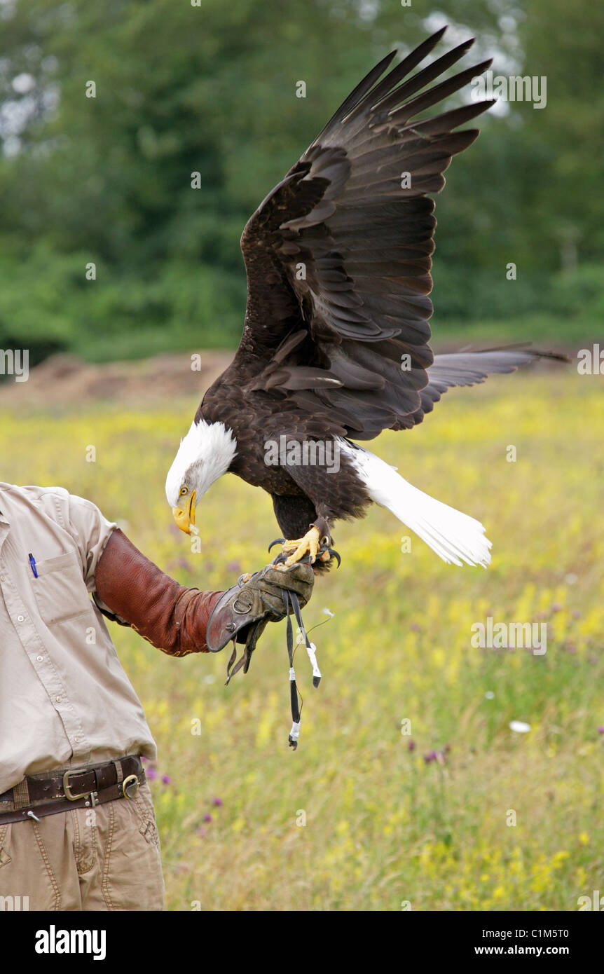 American Bald Eagle aka American Sea Eagle, Haliaeetus leucocephalus