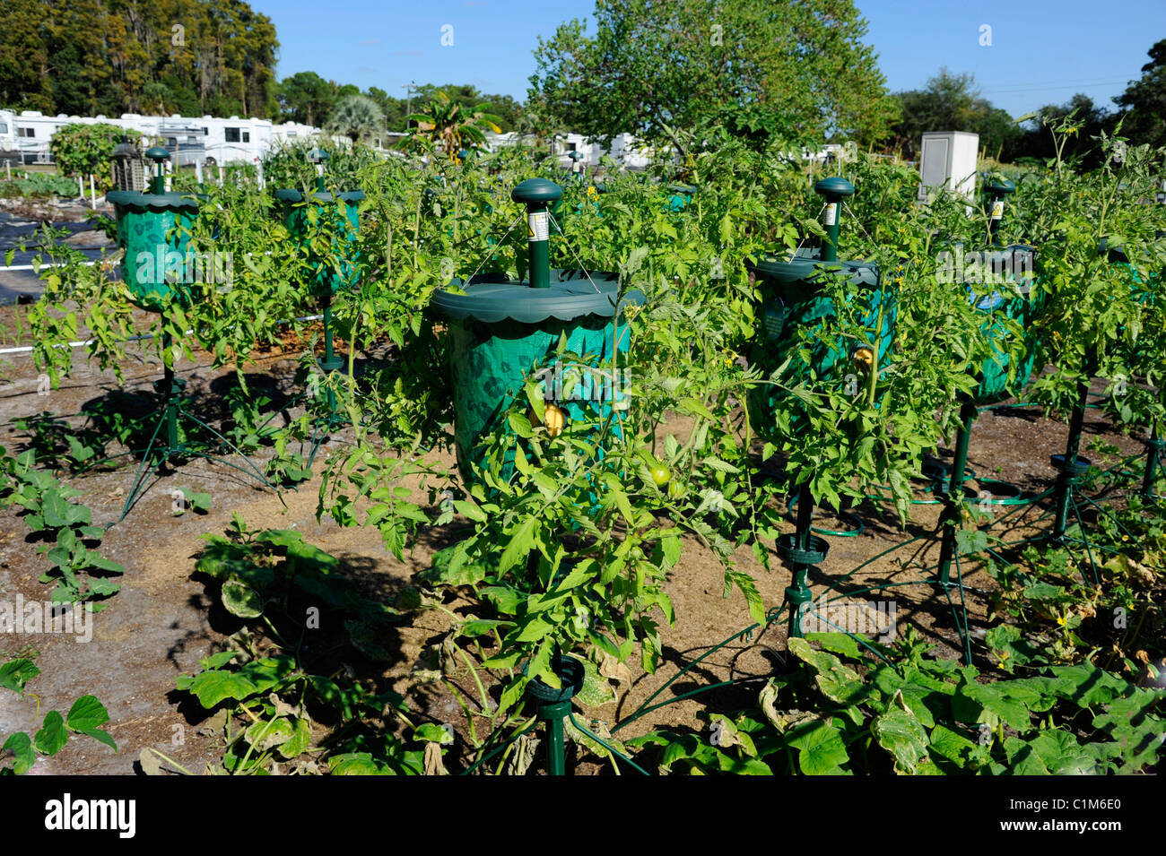 Grow Tomatoes Anywhere with Grow Bags — Meadowlark Journal