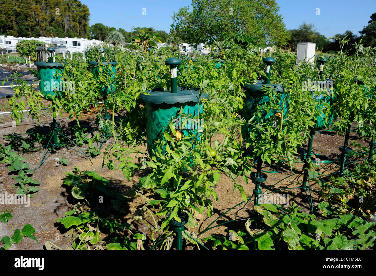 Tomato grow bag container for productive small home garden projects Stock Photo