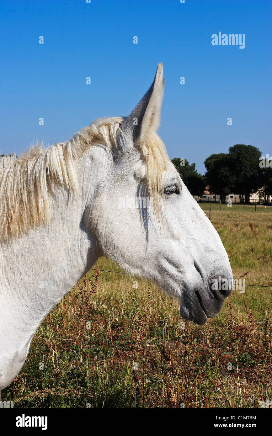 France, Charente Maritime, la Tillauderie farm in Dampierre sur