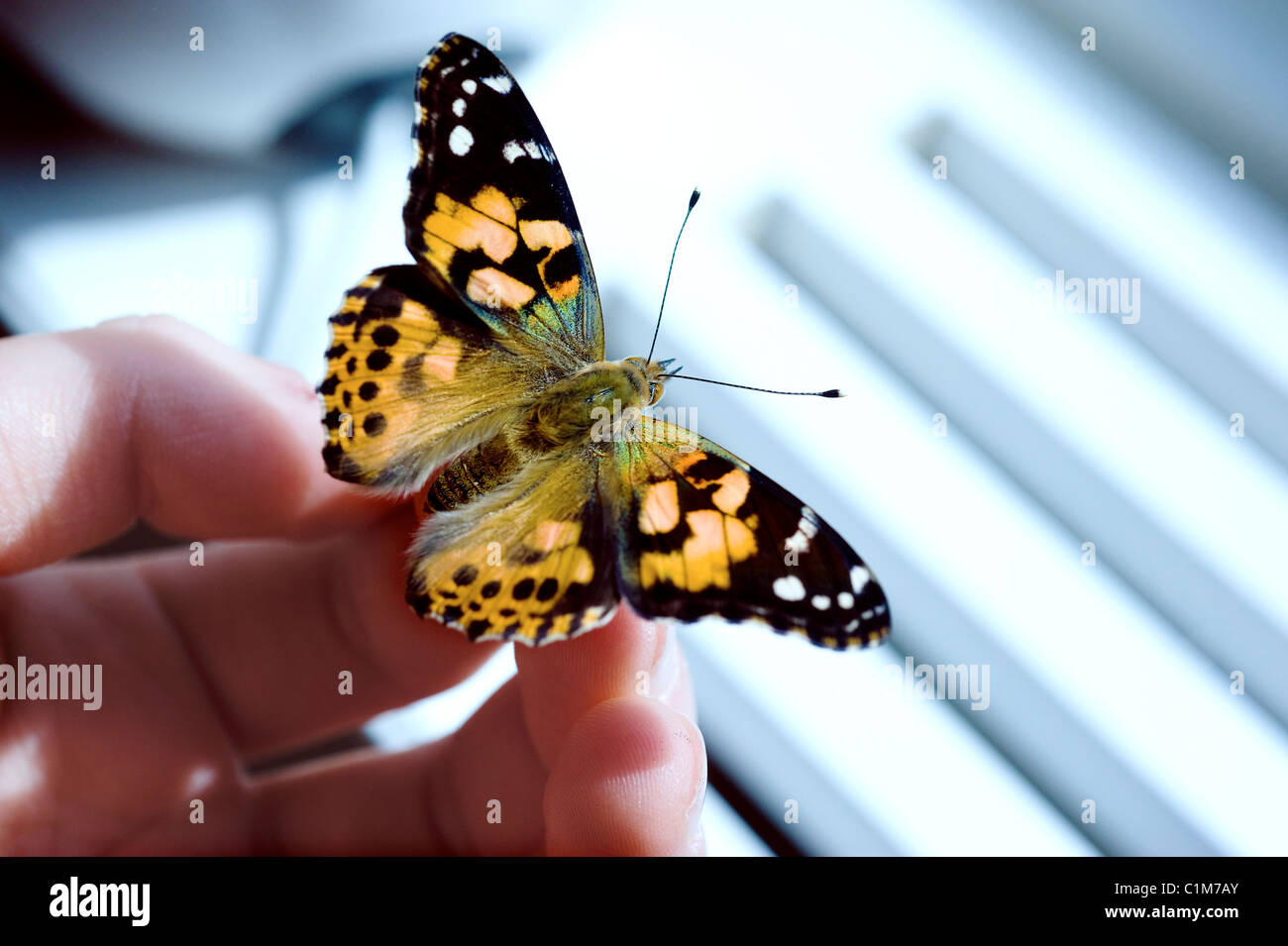 Breeding butterflies Stock Photo