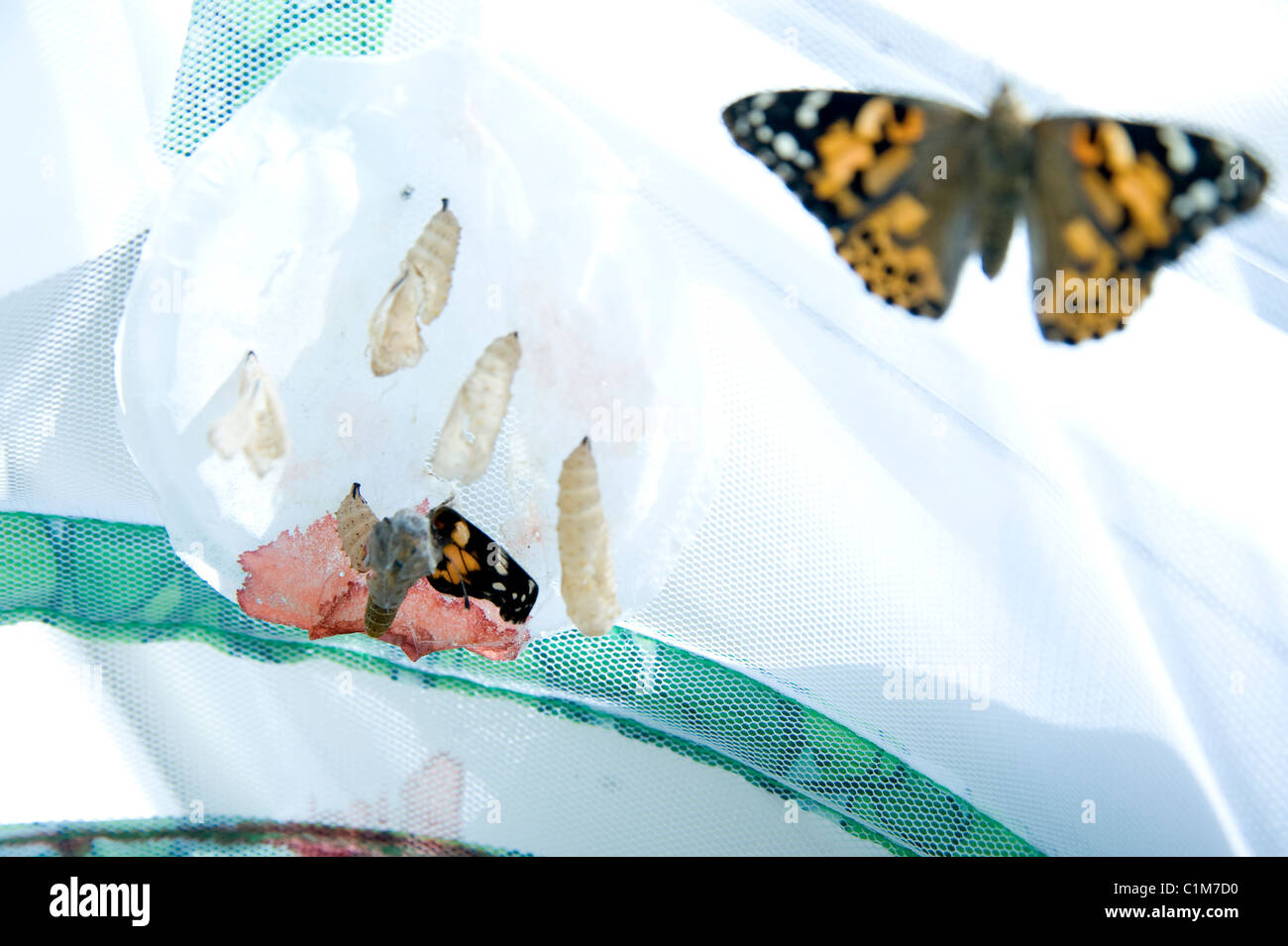 Breeding butterflies Stock Photo