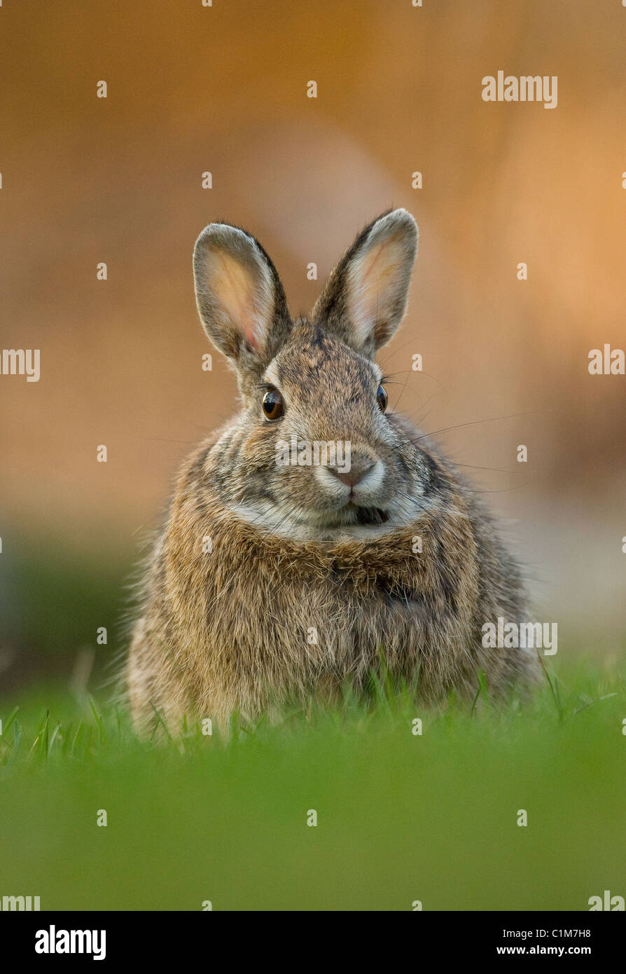 Young Eastern Cottontail Rabbit Sylvilagus floridanus feeding on grass