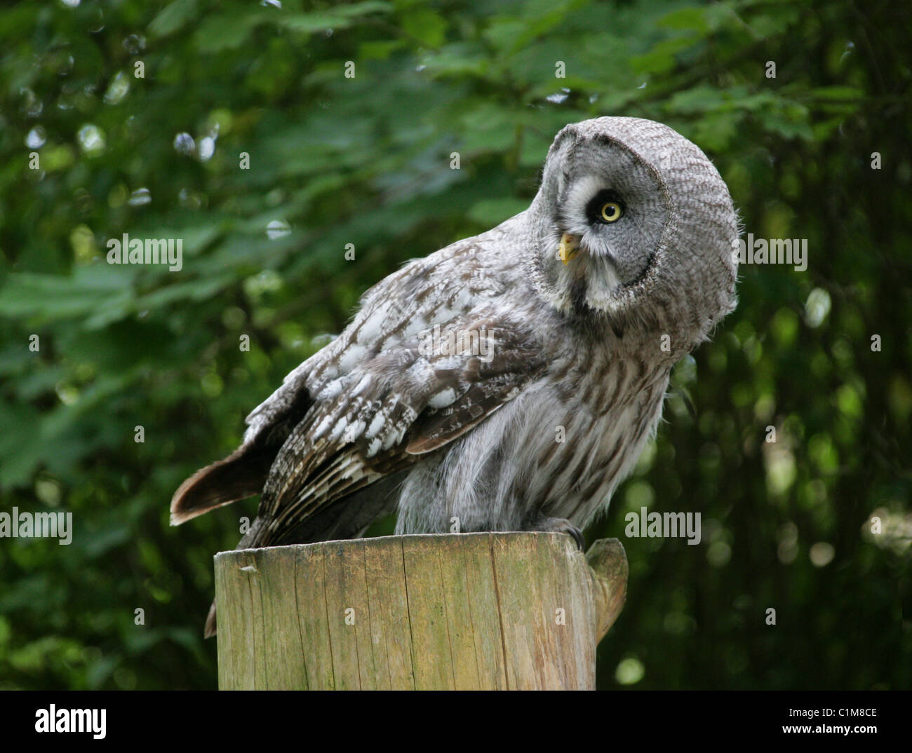 Great Grey Owl, Strix nebulosa nebulosa, Strigiformes. Aka Gray Owl, Great Gray Owl, Siberian Owl, Spectral Owl, Spruce Owl. Stock Photo