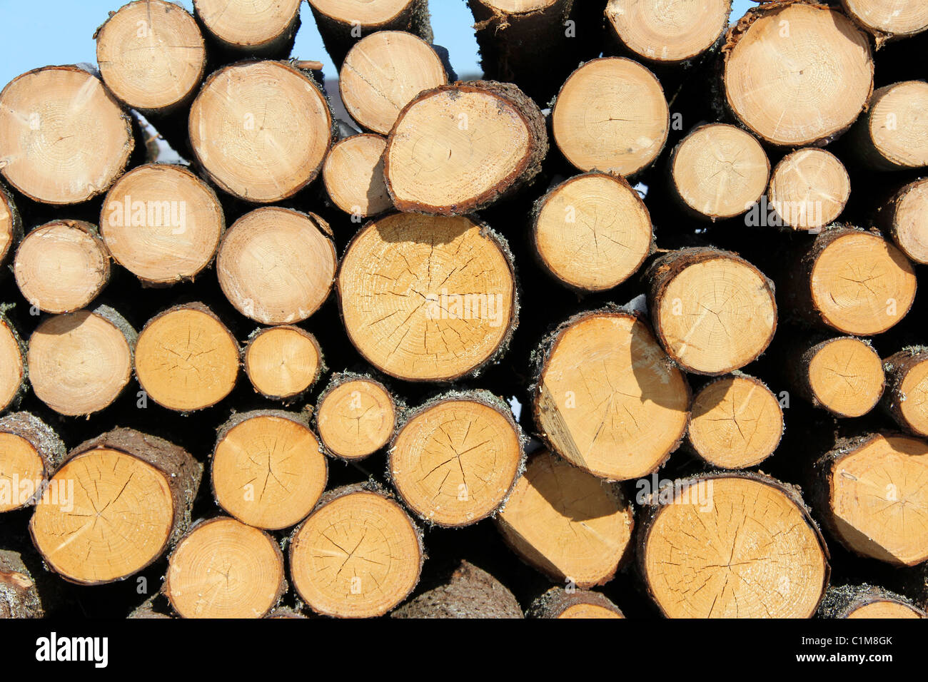 Spruce Logs Stacked Up Background Stock Photo