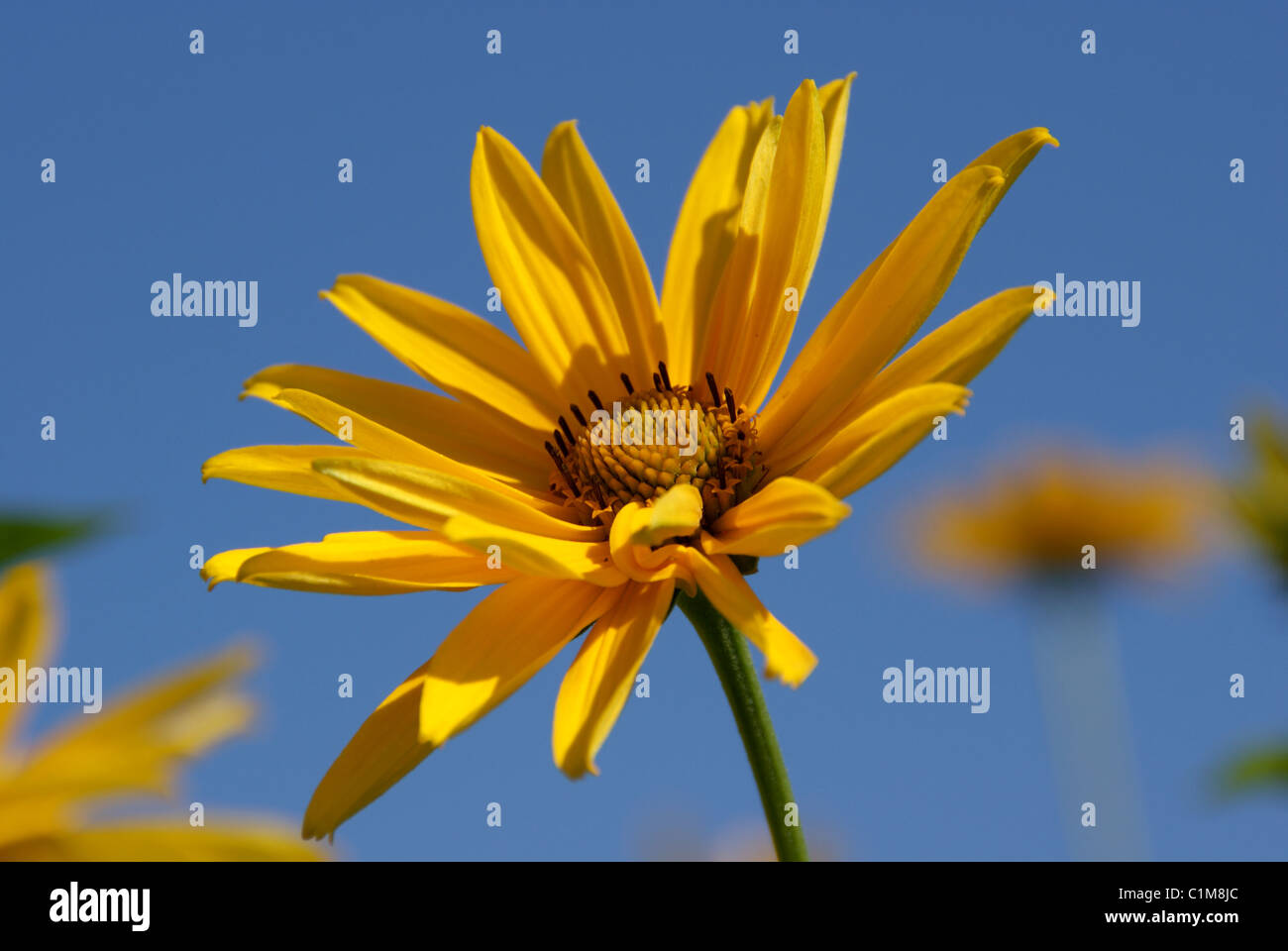 Yellow Heliopsis Flower (Heliopsis helianthoides) against Blue Sky Stock Photo