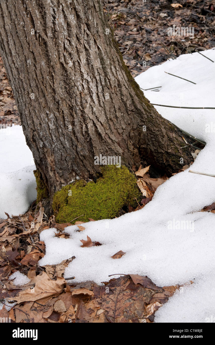 Carpet Moss growing on base of tree trunk Eastern Deciduous Forest Eastern United States Stock Photo