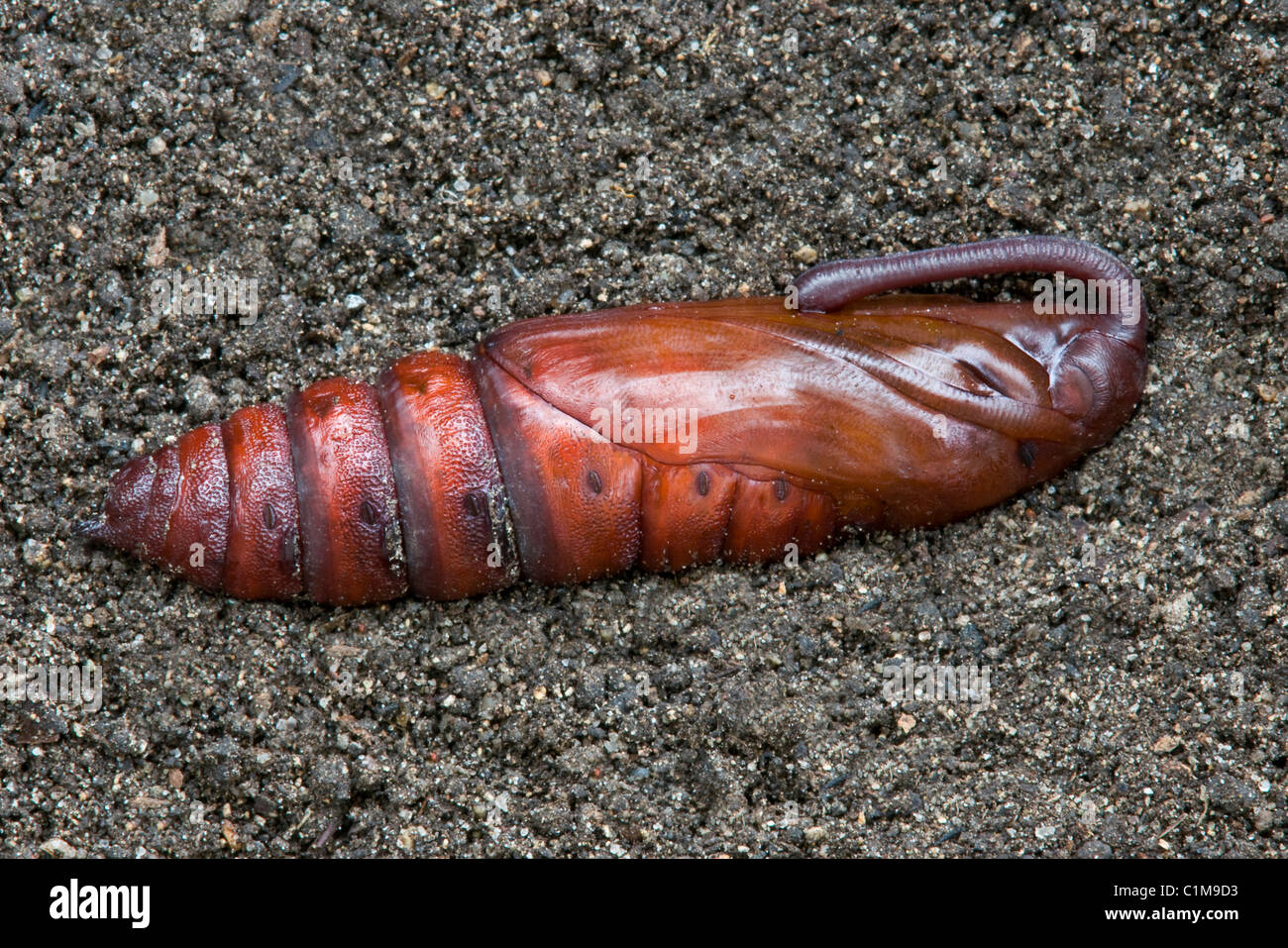 download tobacco hornworm download tobacco hornworm