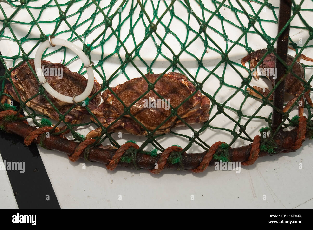 Crab pot trap fishing, Sainte Anne des Monts, Quebec, Canada. Stock Photo