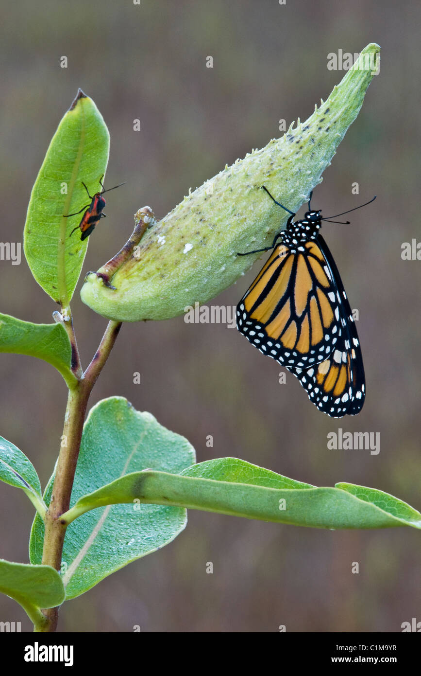 Monarch Butterfly Danaus plexippus and Milkweed Bug on Common Milkweed seed pod Asclepias syriaca Eastern USA Stock Photo