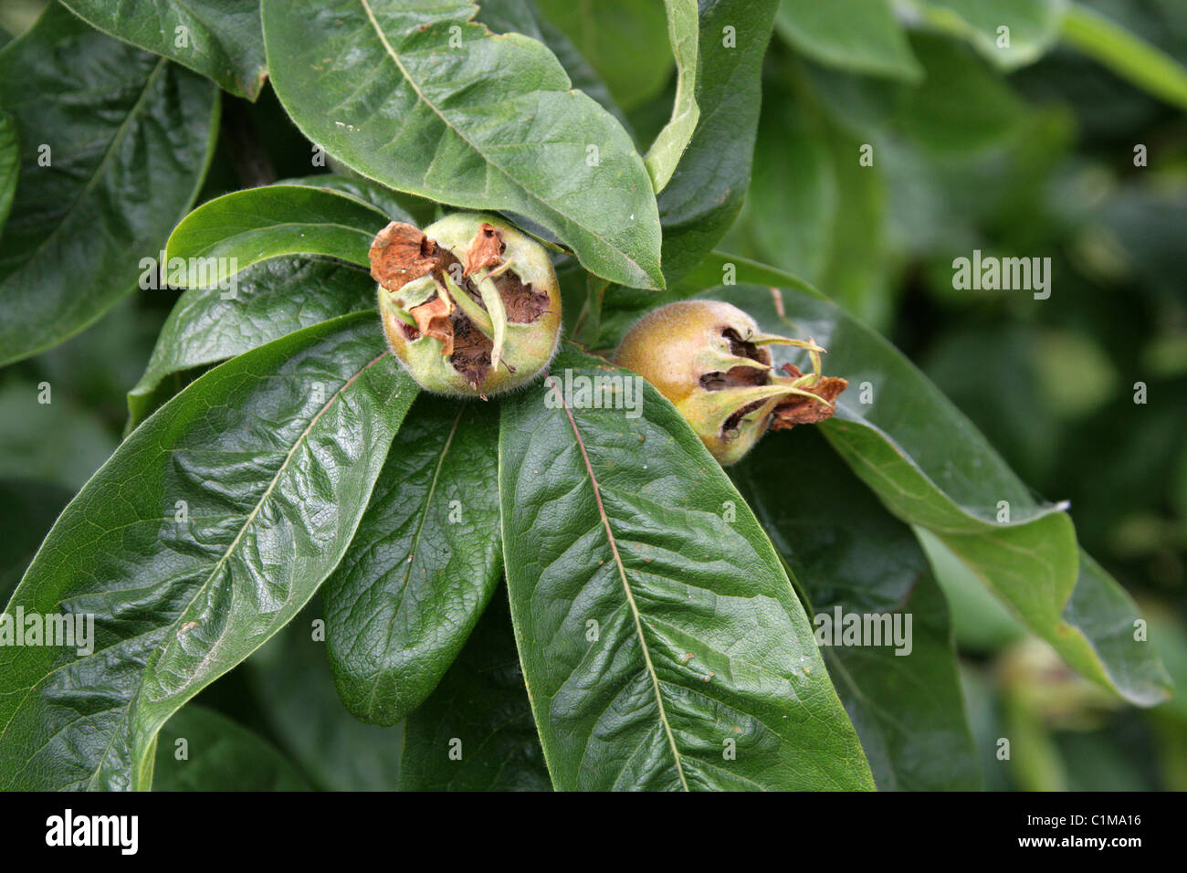 Common Quince, Fruiting Quince, Quince, Quince Seeds, Quince Tree, Wen Po, Cydonia oblonga, Rosaceae. Native to Central Asia. Stock Photo
