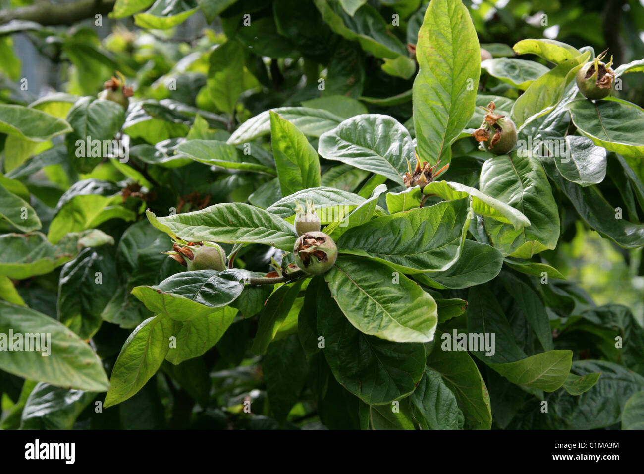 Common Quince, Fruiting Quince, Quince, Quince Seeds, Quince Tree, Wen Po, Cydonia oblonga, Rosaceae. Native to Central Asia. Stock Photo