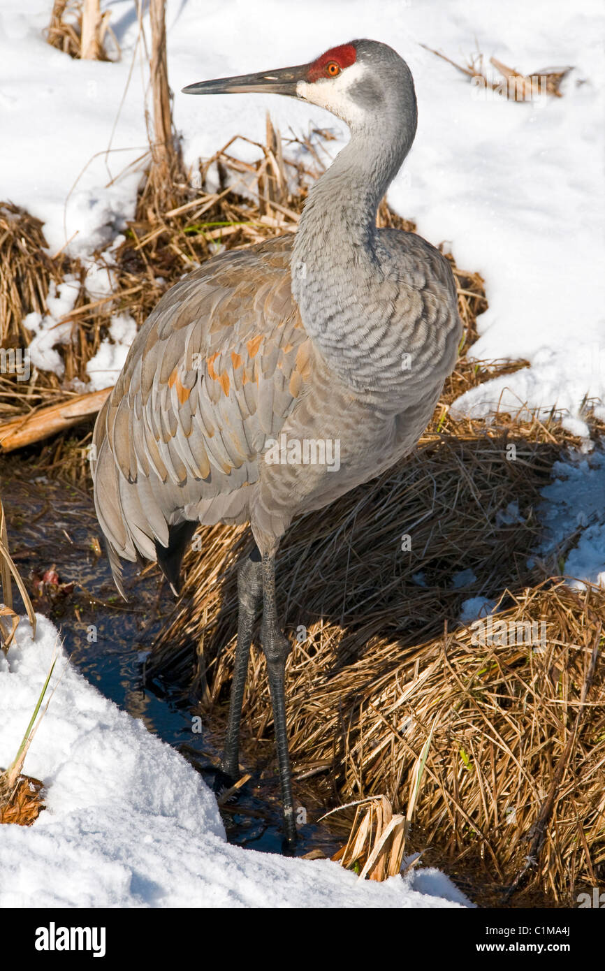 Sandhill Crane Grus canadensis hunting for food Early Spring Michigan USA, by Skip Moody/Dembinsky Photo Assoc Stock Photo