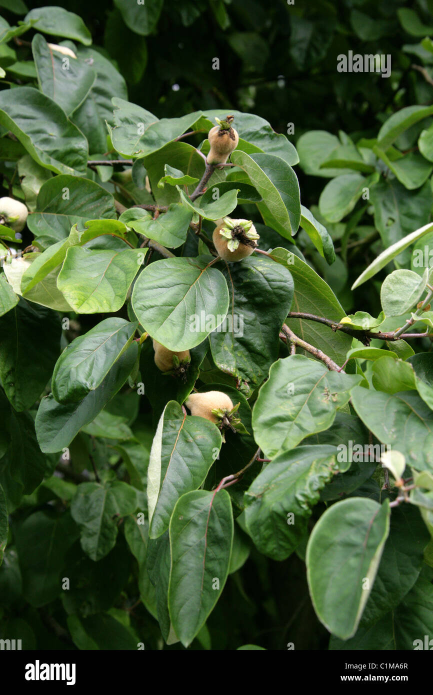 Common Quince, Fruiting Quince, Quince, Quince Seeds, Quince Tree, Wen