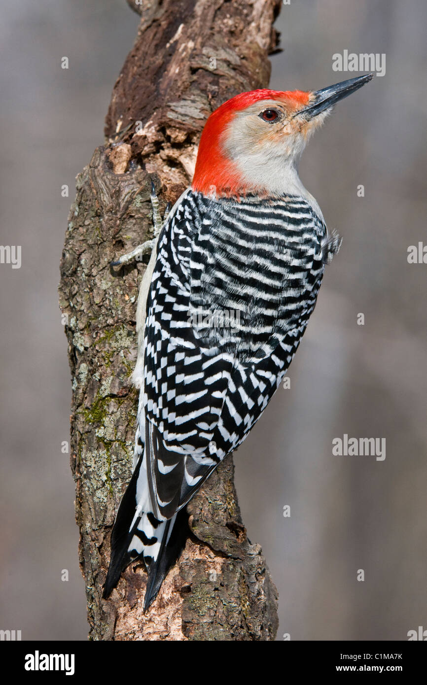 Red-bellied Woodpecker, male Melanerpes carolinus Eastern USA Stock Photo