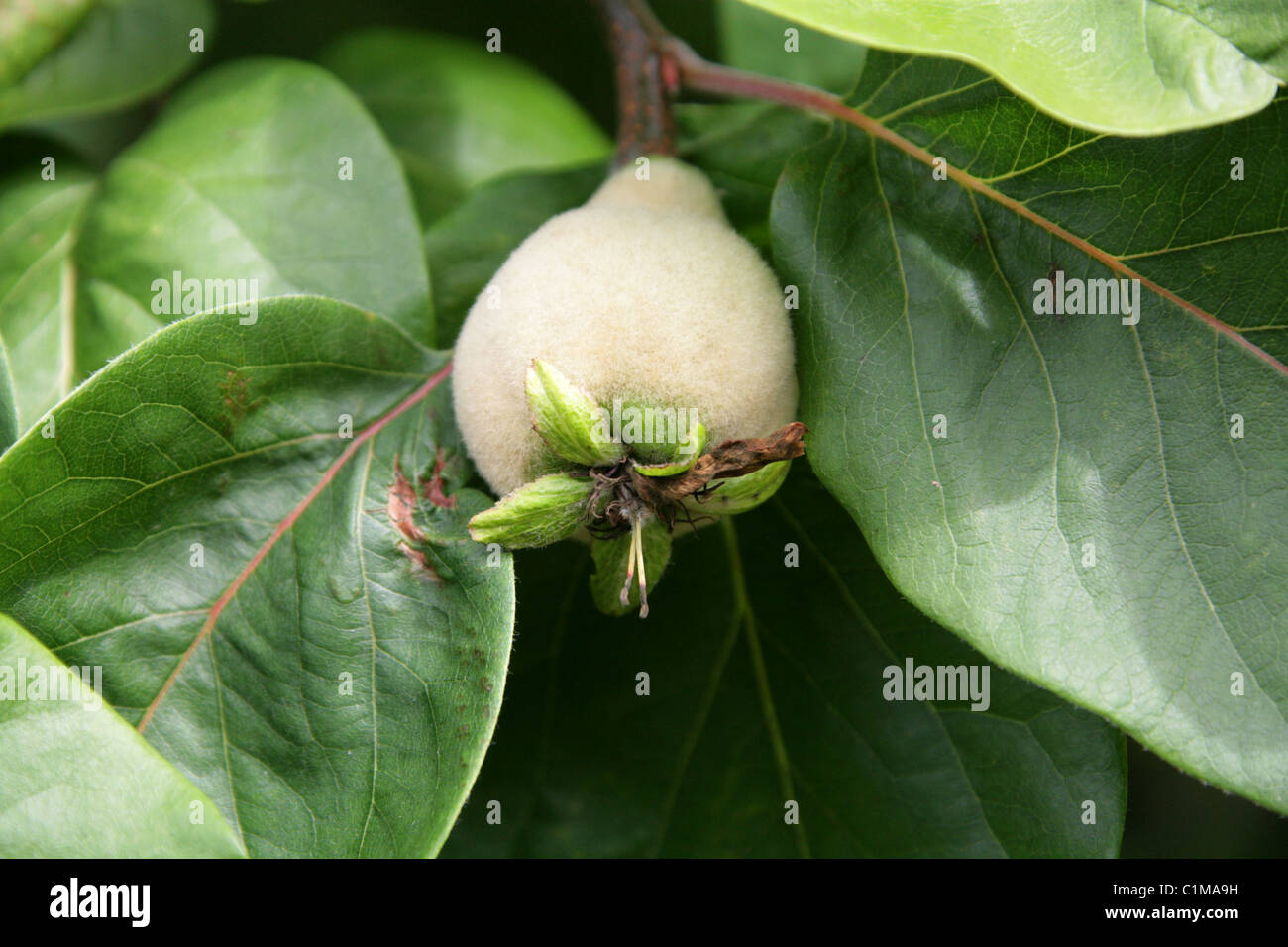 Common Quince, Fruiting Quince, Quince, Quince Seeds, Quince Tree, Wen Po, Cydonia oblonga, Rosaceae. Native to Central Asia. Stock Photo