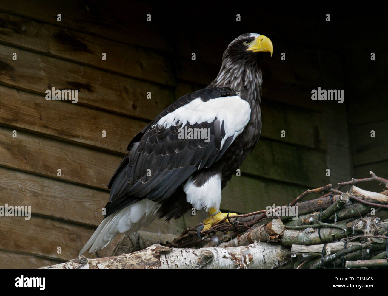 Steller's Sea Eagle, Haliaeetus pelagicus, Accipitrinae. Aka Erne, European Sea Eagle, Gray Sea Eagle, White-Tailed Eagle. Stock Photo