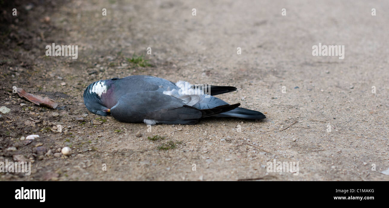 A dead pigeon. Stock Photo
