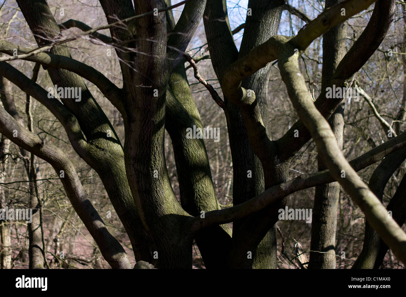 Old tree in english forest hi-res stock photography and images - Alamy