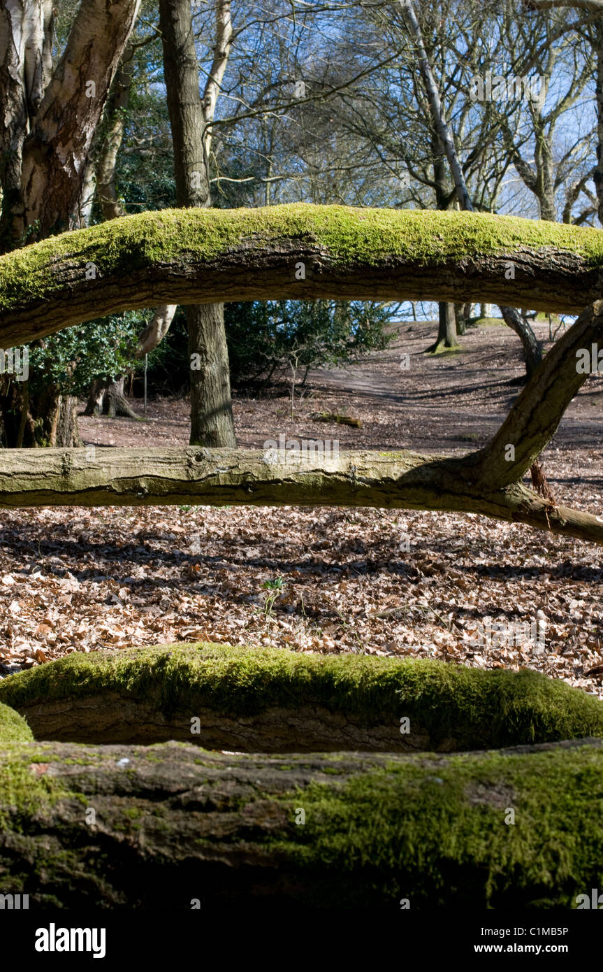 Fallen trees in Kenilworth Common woodland, UK. Stock Photo