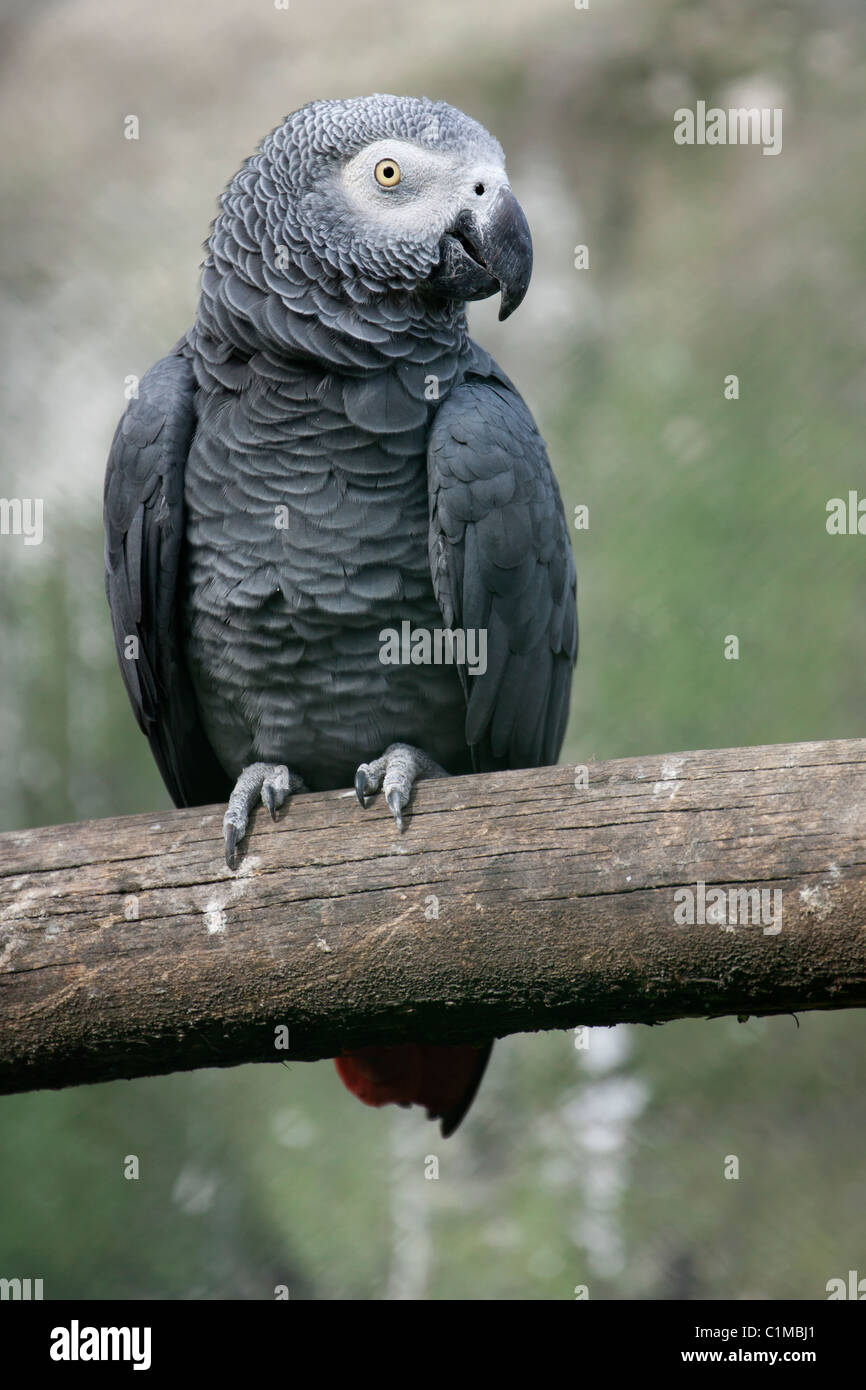 African Grey Parrot Stock Photo - Alamy