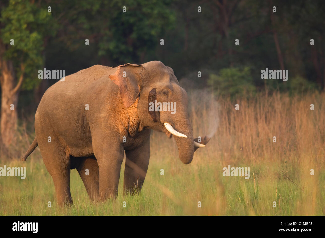 Asian Elephant Elephas maximus corbett India Stock Photo