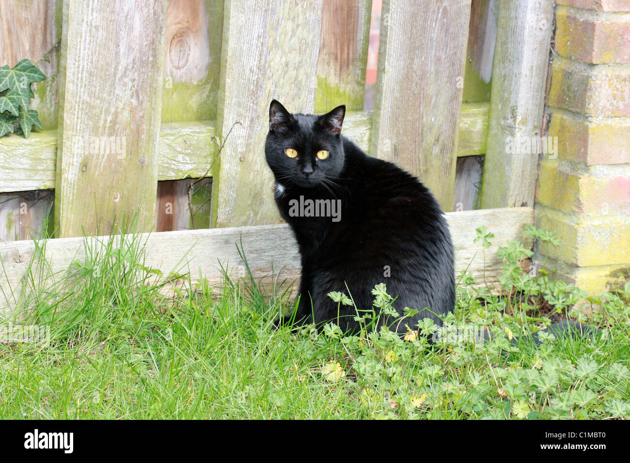 A pretty balck cat sat in her garden Stock Photo