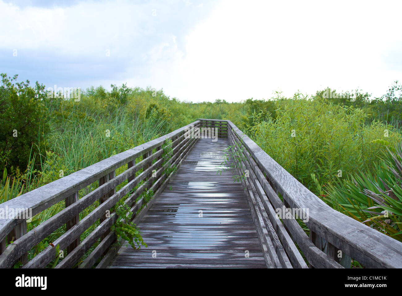 Way jungle hi-res stock photography and images - Alamy