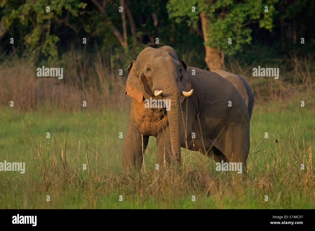 Asian Elephant Elephas maximus corbett India Stock Photo