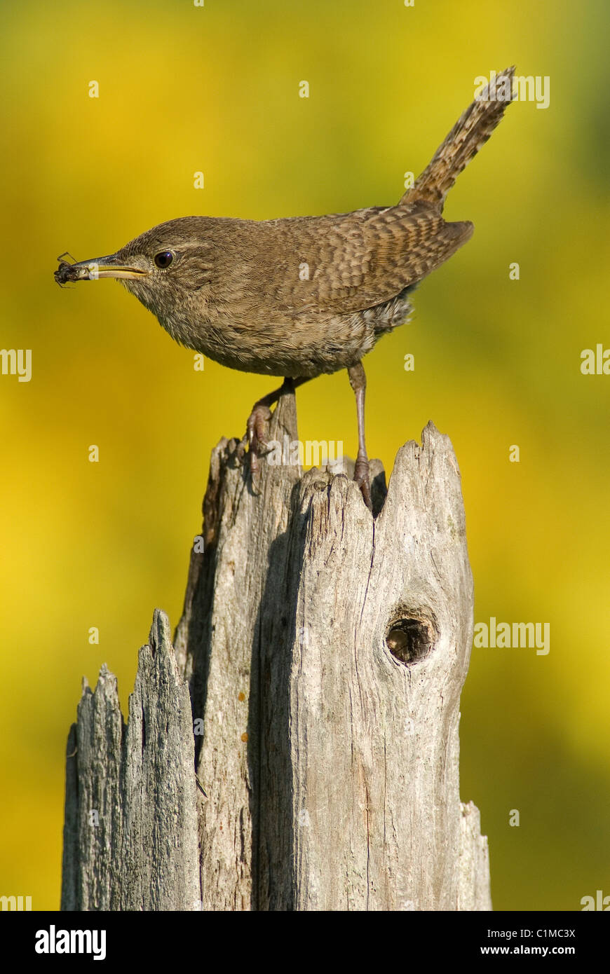 House Wren Troglodytes aedon with prey Eastern United States Stock Photo