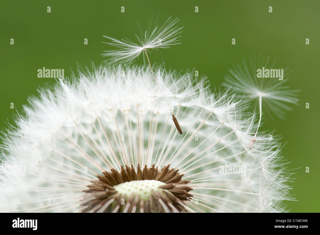 Dandilion clock with seeds flying away. Stock Photo