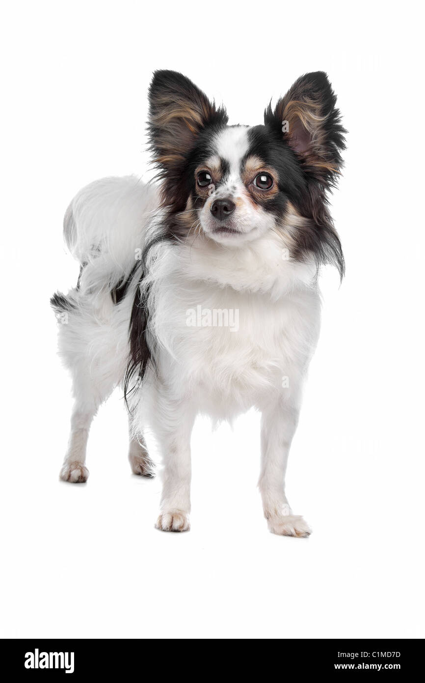 papillon or Butterfly Dog in front of a white background Stock Photo - Alamy
