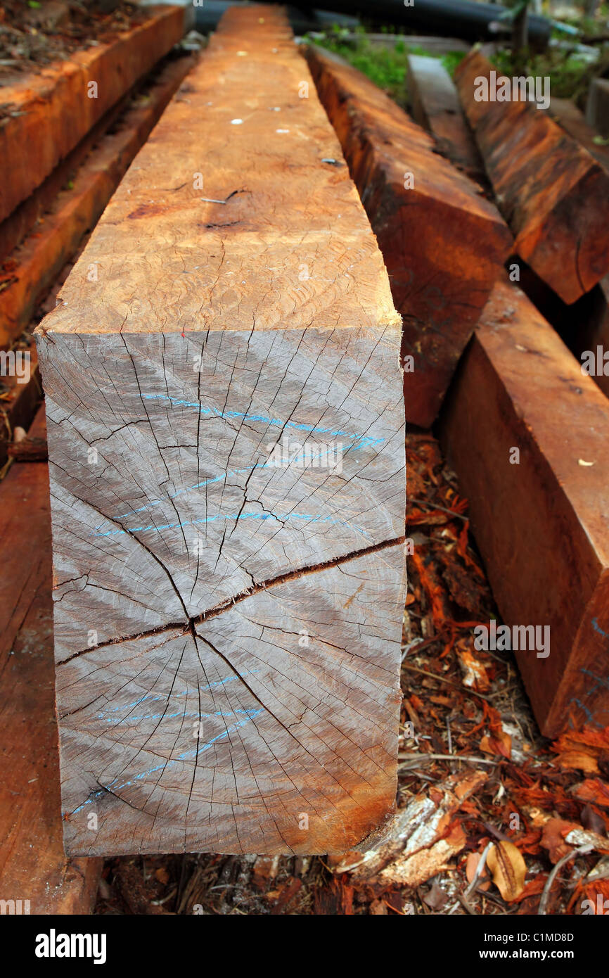 tropical wood trunks from rainforest jungle latin america Stock Photo ...